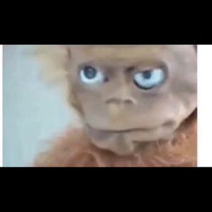 Meet your Posher, Braxton